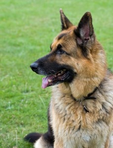 german shepherds can smell cancer